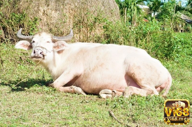 Nằm mơ thấy con trâu màu trắng là điềm thành công trong cuộc sống